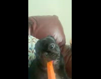 Black puppy dog bite and eat carrot
