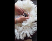 Precious moments of chihuahuas in newborn photoshoot