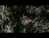 Person step on some frozen grass