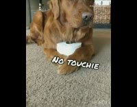 Brown dog toilet paper paws living room