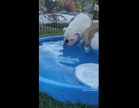 Bulldog steps in kiddie pool and blows bubbles 