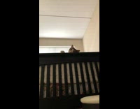 Grey cat black crib white blinds