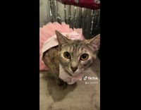 Pink birthday party for cat 