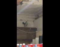 Falcon hawk bird on bodega wood shelf