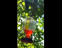 Slow motion bee smacked by hummingbird