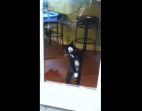Black cat stands on door scratches glass