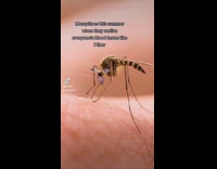 Mosquitos this summer when they realize everyones blood tastes like Pfizer