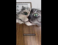 Person keeps touching annoyed cat 