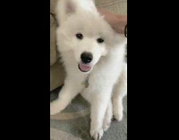 White fluffy dog gets head scratch floppy ears