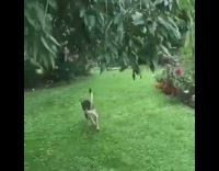 black dog running in lawn and jumps over other dog