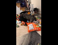 Dog rummaging through toy basket