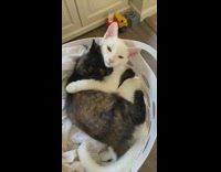 Black and white cat inside of laundry basket hugging and cuddling