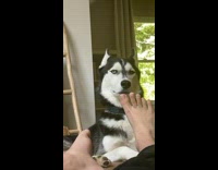 Pet dog declines to smell and put down filmers feet