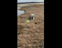 Brown white dog green net marsh wetland 