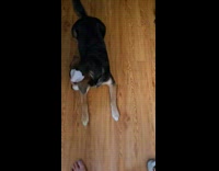 Woman puts turkey meat on dogs head 