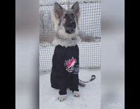 Dog in hockey jersey holds puck in mouth in snow