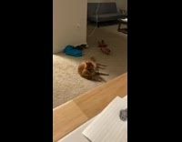 Girl tries to kiss cat runs away 