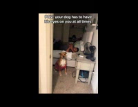 Dog opens door when closed