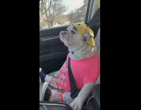 Dog in car wears hat and shirt 