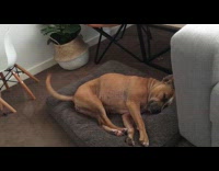 Brown dog wagging tail while sleeping