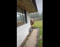 Collab Clips MPUGC - Horse always happy to see hooman 