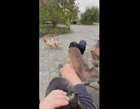 Deer sniffs cat sitting on guys lap
