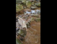 Pug and corgi play in shallow creek 