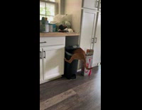 Dog digging head stuck in trashcan 