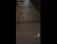 Swarm of rats run away from trash on sidewalk 