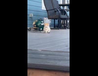 Kitten flips over loves to play rock