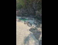 Monkey try to grab guy shorts beach