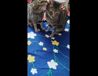 Two gray tabby cat lick each other