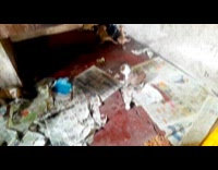 Collab PubityPets - Cute Puppies Bark with newspapers scattered on the floor