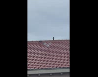 White seagull drops small bird off roof 