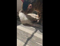 Orange cat licks face of smaller cat 