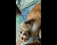 Woman sings and plays with ginger kitten