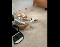 Kitten play with ball then touch cat