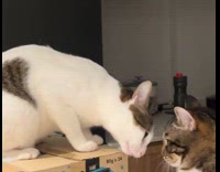 Cats stare down turns to grooming session 