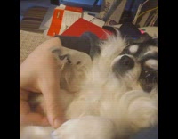 Dog wipe its face when owner stops petting