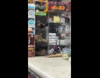Three bodega kittens sleep on counter shelves 