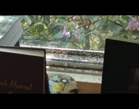 Swarm of termites crawl on the window