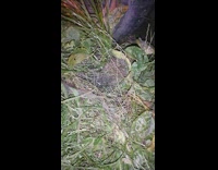 Small porcupine poked by the filmer and friend