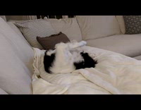 Dog on sofa angry at own leg