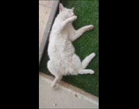Cat enjoys deep sleep on green grass