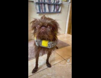 Dog compares its hair when its wet then wet wet 