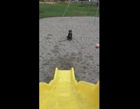 Brown dog runs up yellow slide playground