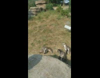 Penguins stare follow arm shadow on grass