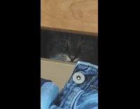 Pet cat hides in the dresser and looks at owner