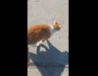 Orange white cat rub back on pavement