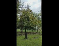 Park palm trees and grass cricket sounds